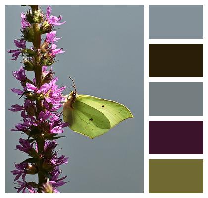 Gonepteryx Rhamni Butterfly Flower Image